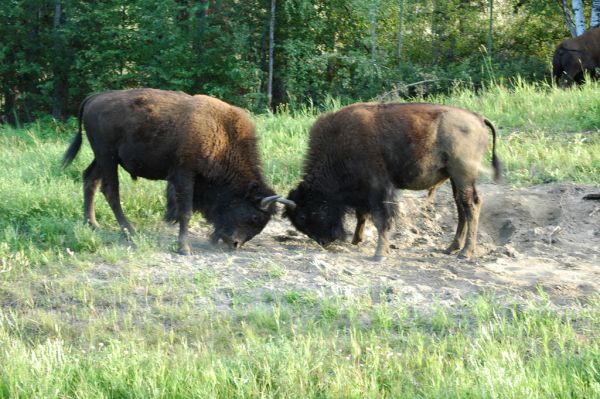 American Bison | Bison bison photo