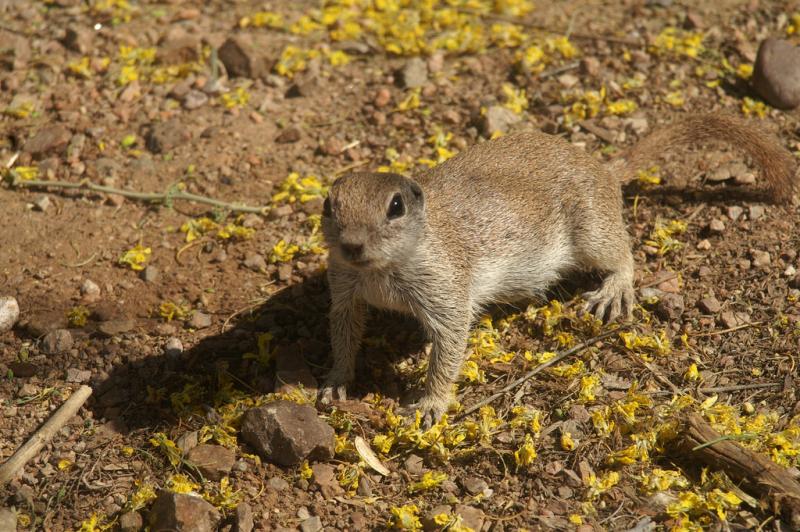 Round-tailed Ground Squirrel | Spermophilus tereticaudus photo