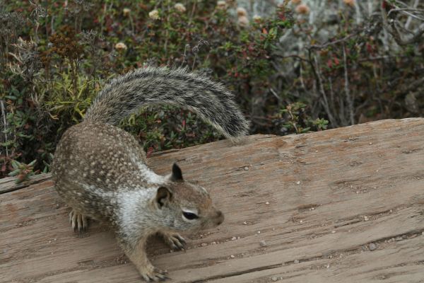 California Ground Squirrel | Spermophilus beecheyi photo