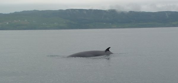 Northern Minke Whale | Balaenoptera acutorostrata photo