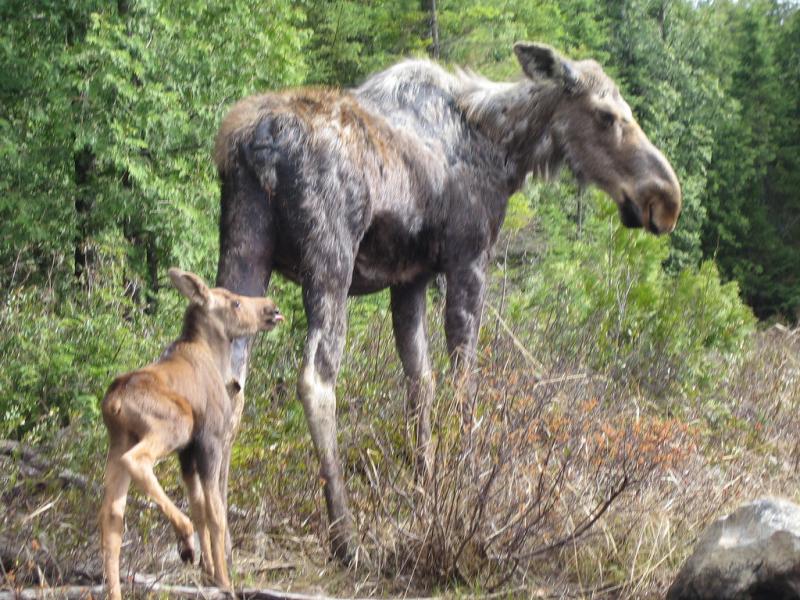 Moose | Alces alces photo