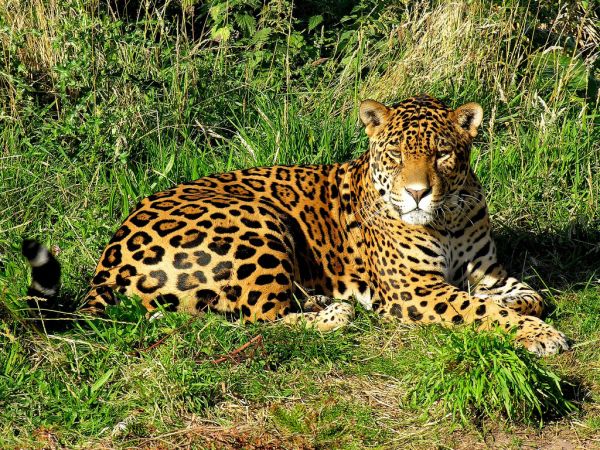 Jaguar | Panthera onca photo