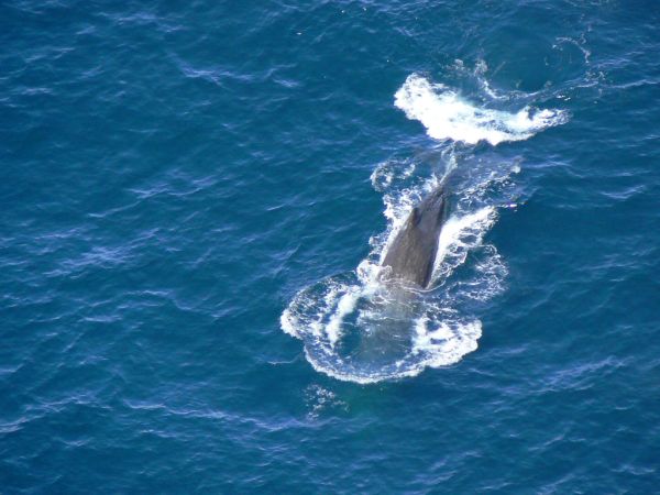 Sperm Whale | Physeter catodon photo