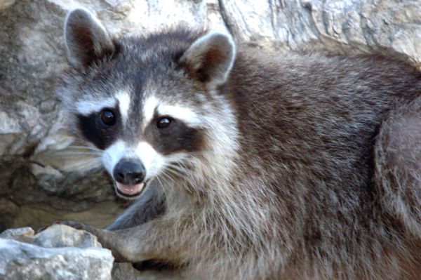 Northern Raccoon | Procyon lotor photo