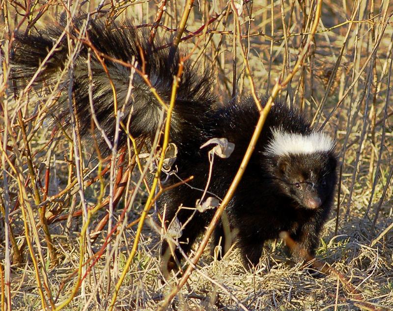 Striped Skunk | Mephitis mephitis photo