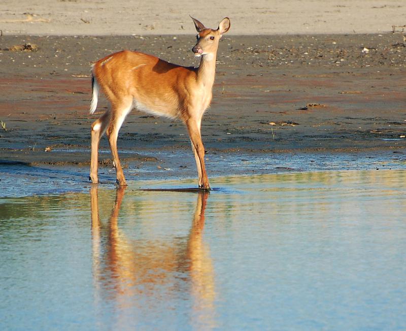 White-tailed Deer | Odocoileus virginianus photo