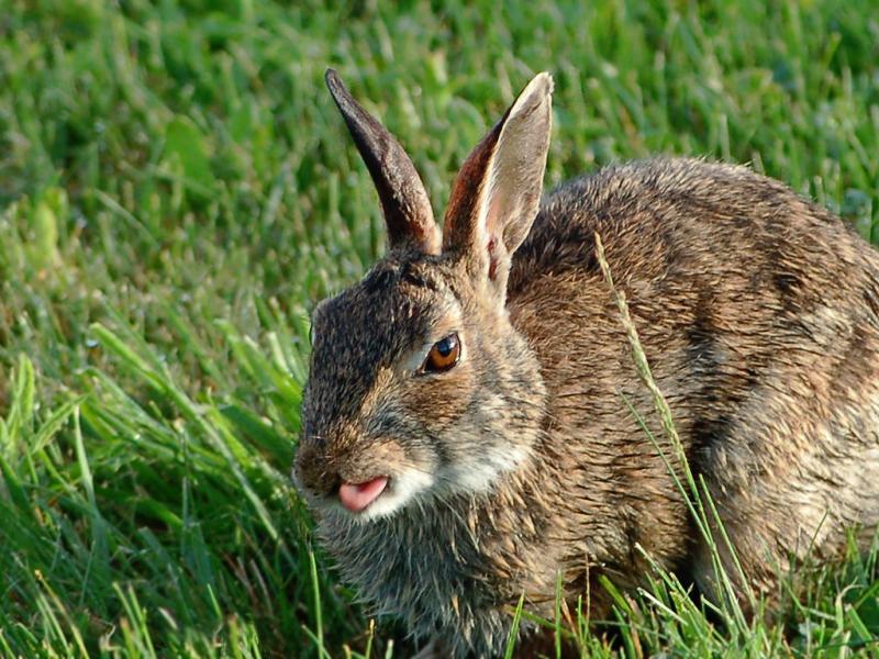 Eastern Cottontail | Sylvilagus floridanus photo