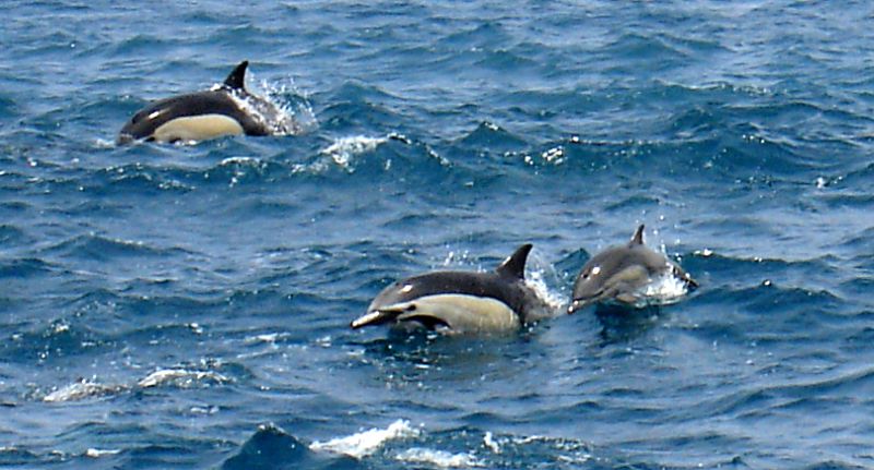 Short-beaked Common Dolphin | Delphinus delphis photo