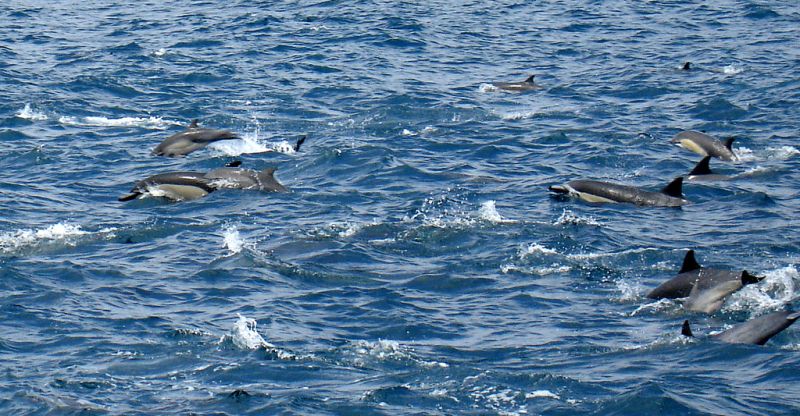 Short-beaked Common Dolphin | Delphinus delphis photo