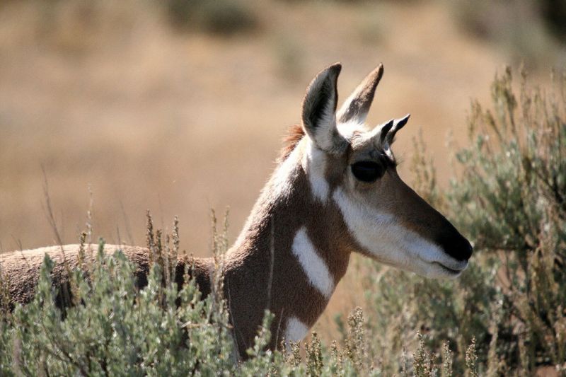 Pronghorn | Antilocapra americana photo