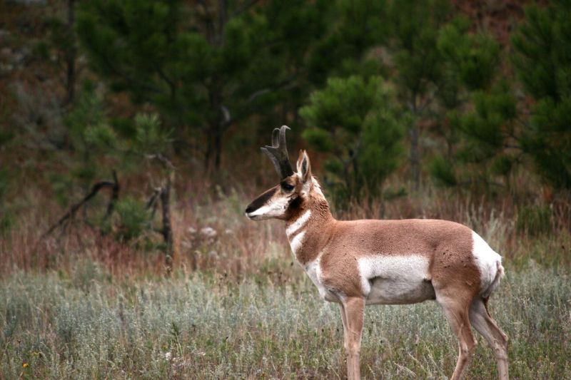 Pronghorn | Antilocapra americana photo