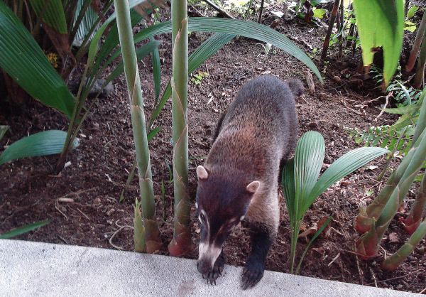 White-nosed Coati | Nasua narica photo