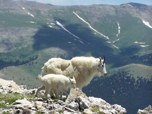 Mountain Goat | Oreamnos americanus photo