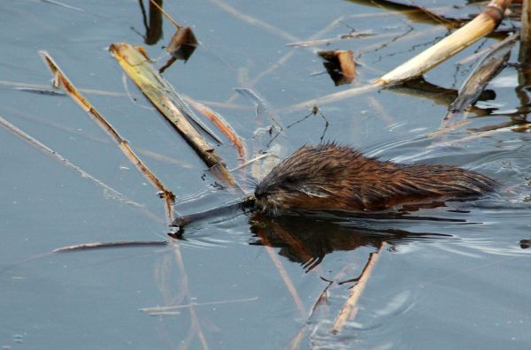 Muskrat | Ondatra zibethicus photo