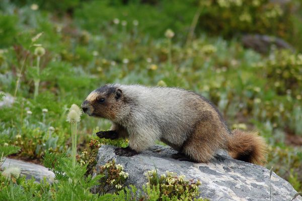 Hoary Marmot | Marmota caligata photo