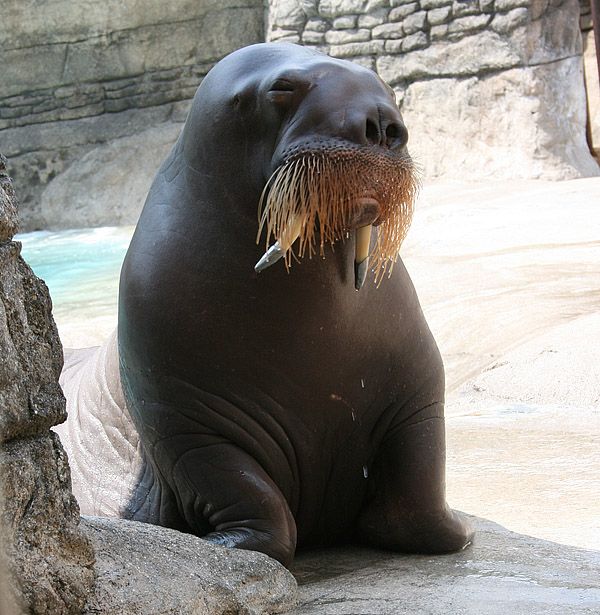 Walrus | Odobenus rosmarus photo