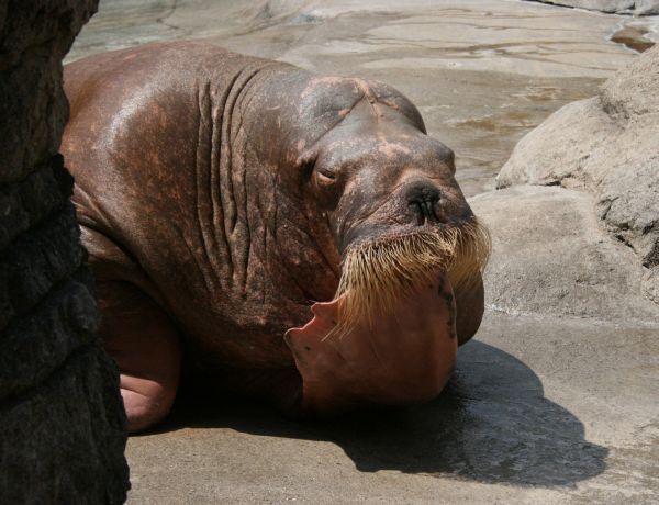Walrus | Odobenus rosmarus photo