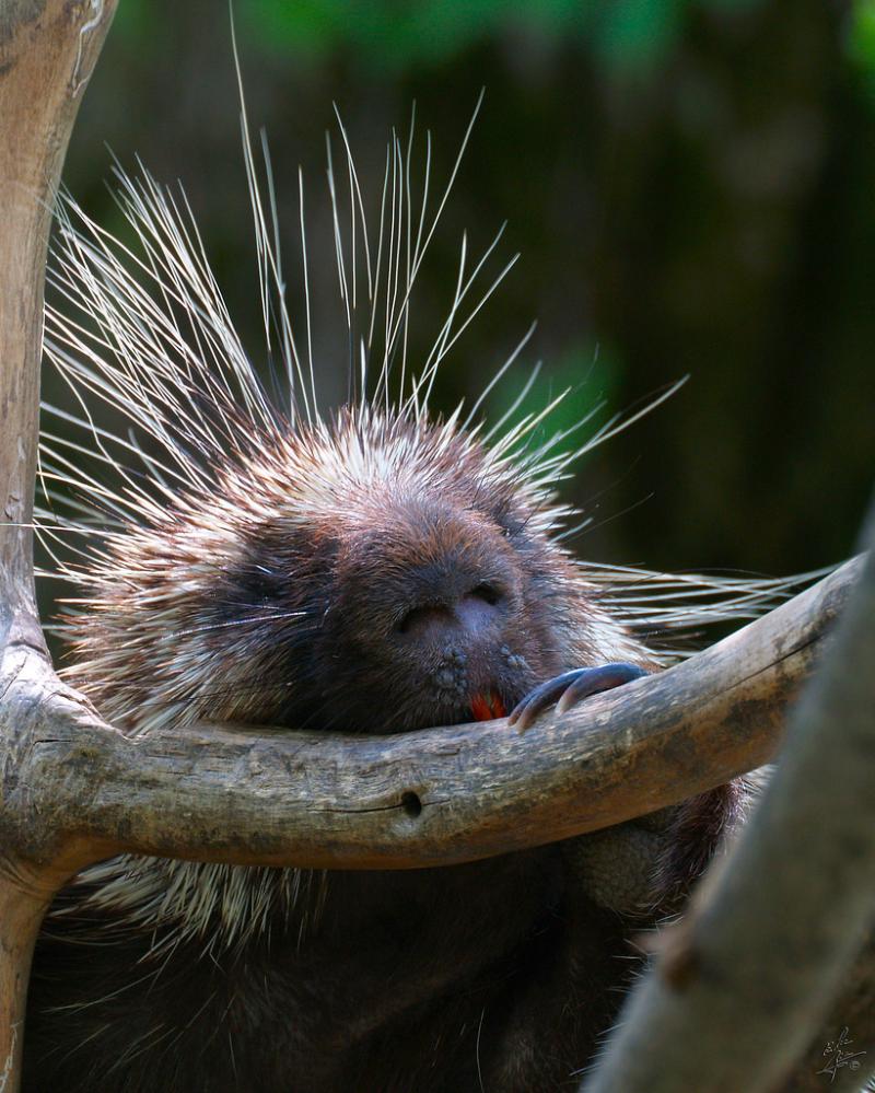 North American Porcupine | Erethizon dorsatum photo