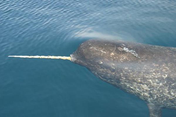 Narwhal | Monodon monocerus photo