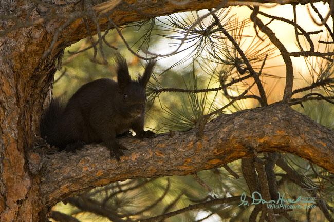 Abert's Squirrel | Sciurus aberti photo