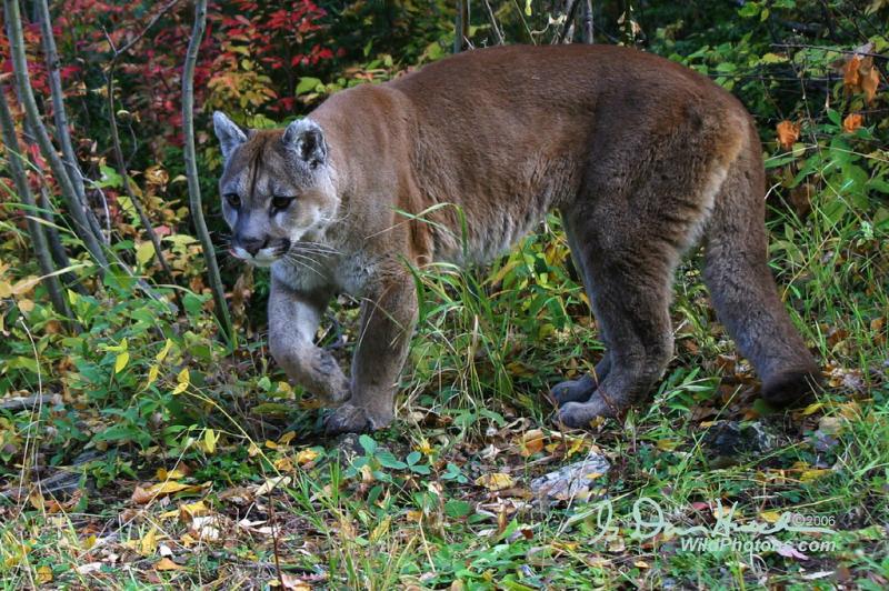 Cougar | Puma concolor photo