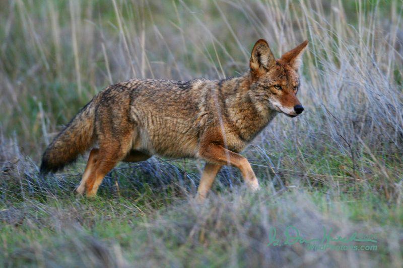 Coyote | Canis latrans photo