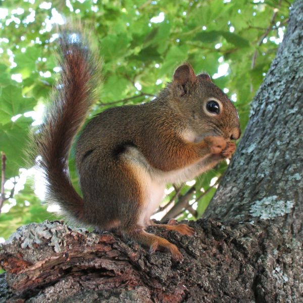 Red Squirrel | Tamiasciurus hudsonicus photo