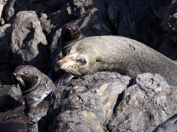 Guadalupe Fur Seal | Arctocephalus townsendi photo