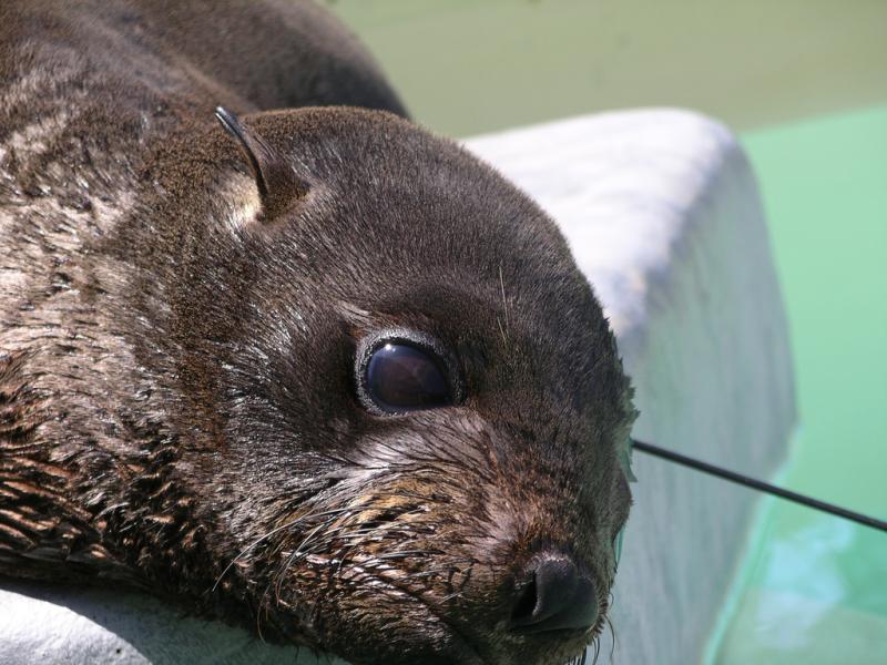 Guadalupe Fur Seal | Arctocephalus townsendi photo