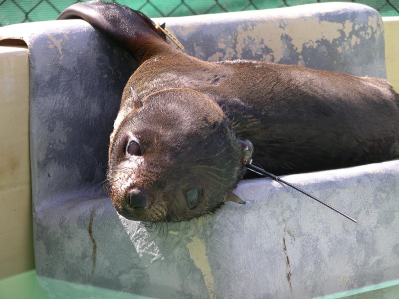 Guadalupe Fur Seal | Arctocephalus townsendi photo