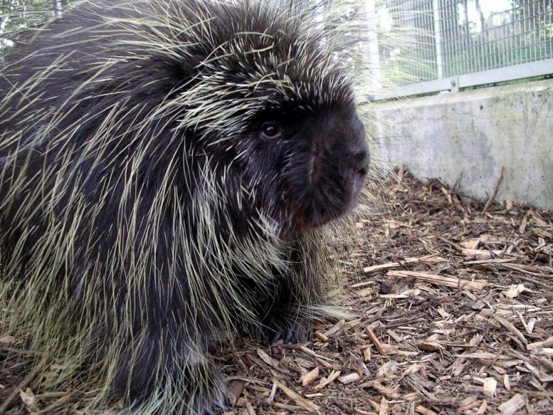 North American Porcupine | Erethizon dorsatum photo