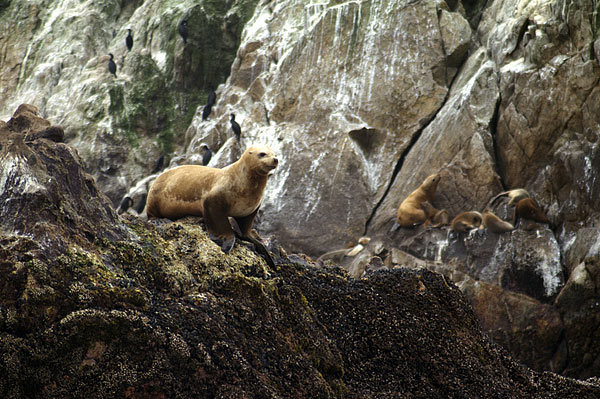 Steller Sea Lion | Eumetopias jubatus photo