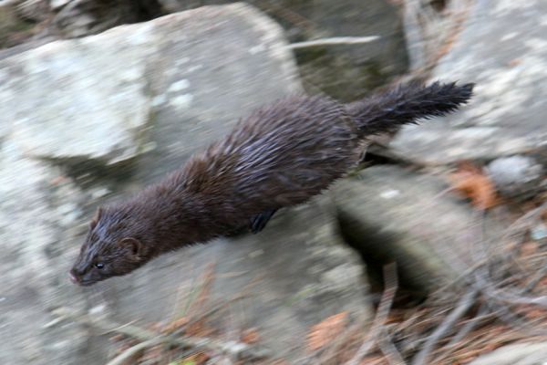 American Mink | Mustela vison photo