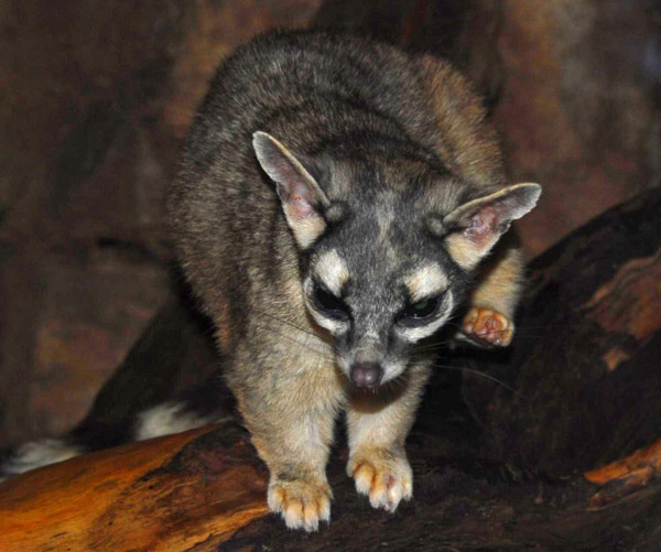 Cacomistle | Bassariscus sumichrasti photo