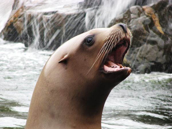 Steller Sea Lion | Eumetopias jubatus photo
