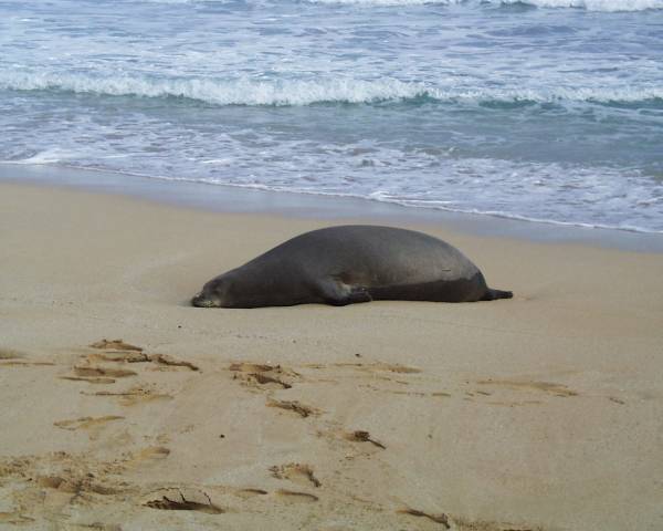 Hawaiian Monk Seal | Monachus schauinslandi photo