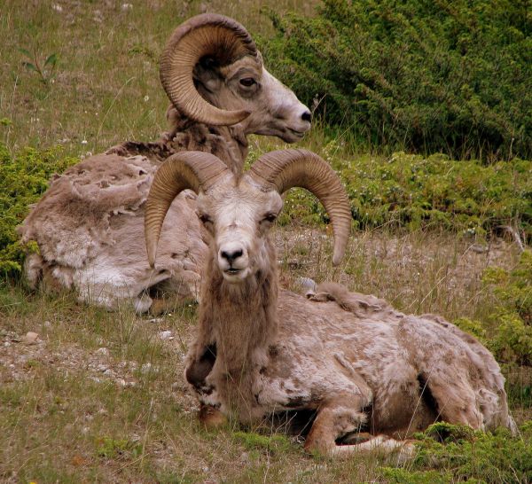 Bighorn Sheep | Ovis canadensis photo