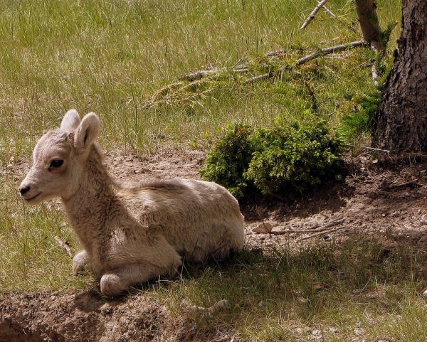 Bighorn Sheep | Ovis canadensis photo