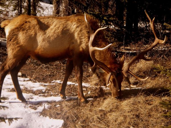 Elk | Cervus elaphus photo