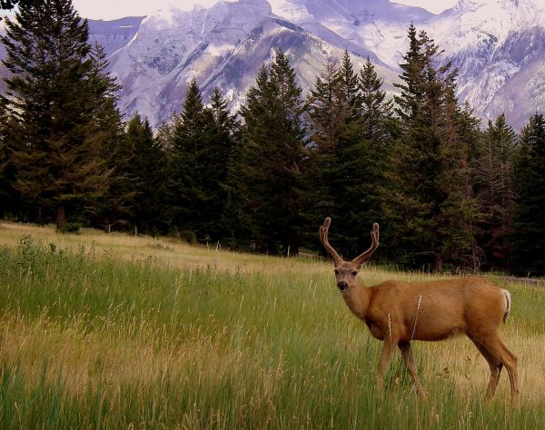 White-tailed Deer | Odocoileus virginianus photo