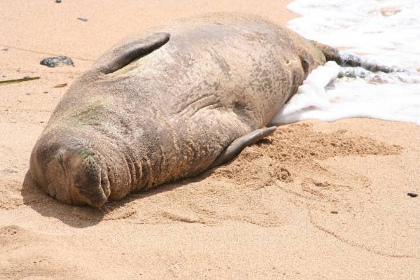 Hawaiian Monk Seal | Monachus schauinslandi photo