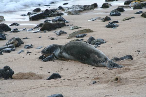 Hawaiian Monk Seal | Monachus schauinslandi photo