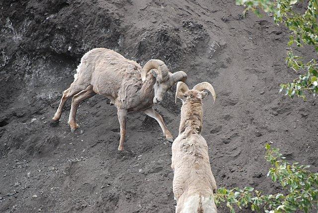 Dall's Sheep | Ovis dalli photo