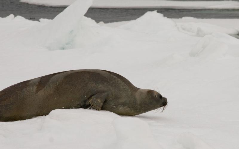 Ribbon Seal | Phoca fasciata photo