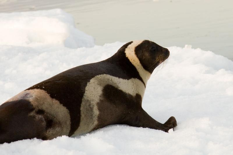 Ribbon Seal | Phoca fasciata photo