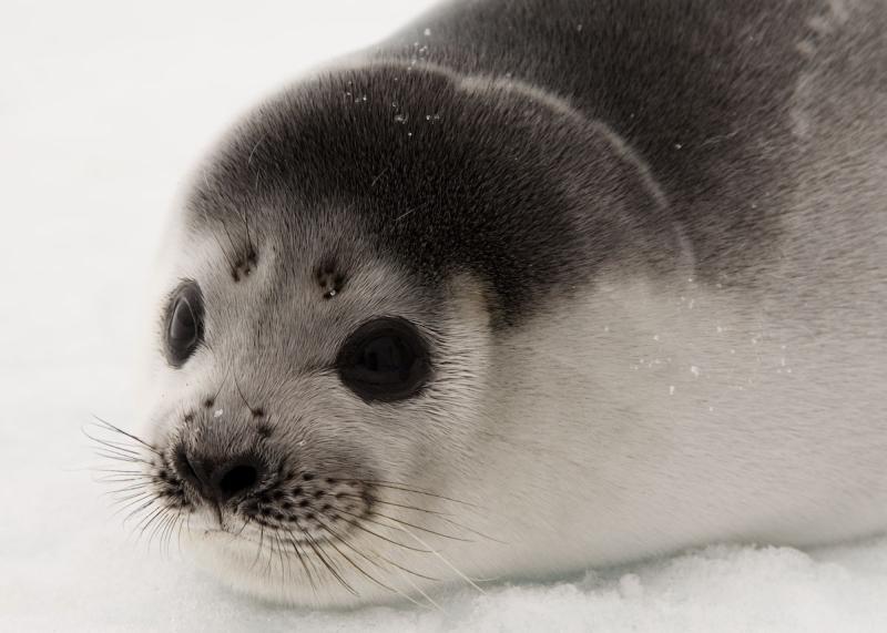 Ribbon Seal | Phoca fasciata photo