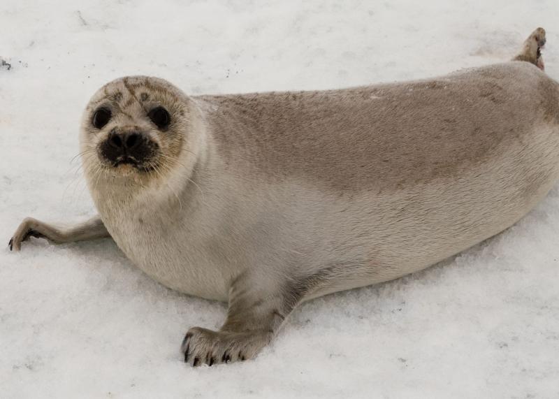 Ribbon Seal | Phoca fasciata photo