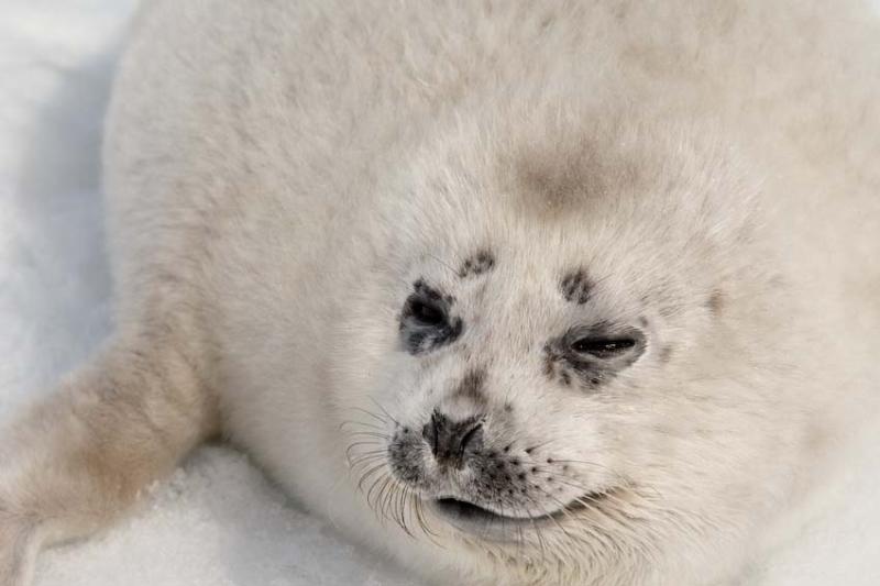 Spotted Seal | Phoca largha photo