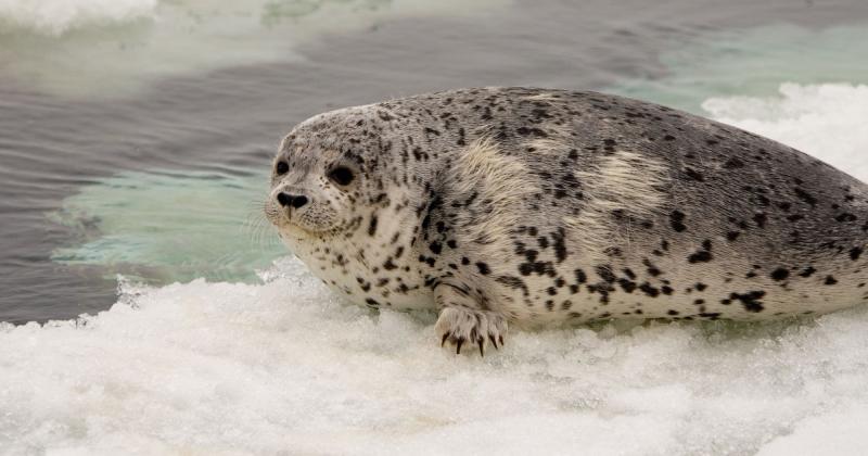 Spotted Seal | Phoca largha photo