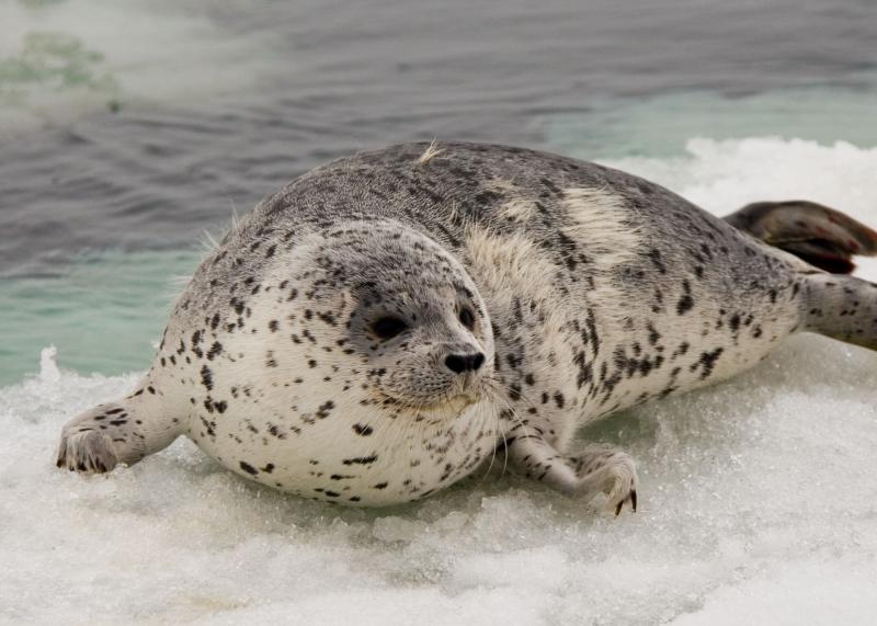 Spotted Seal | Phoca largha photo